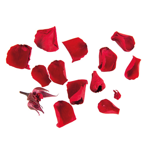 ヨーロピアンアジサイ デュオ SP/レッド