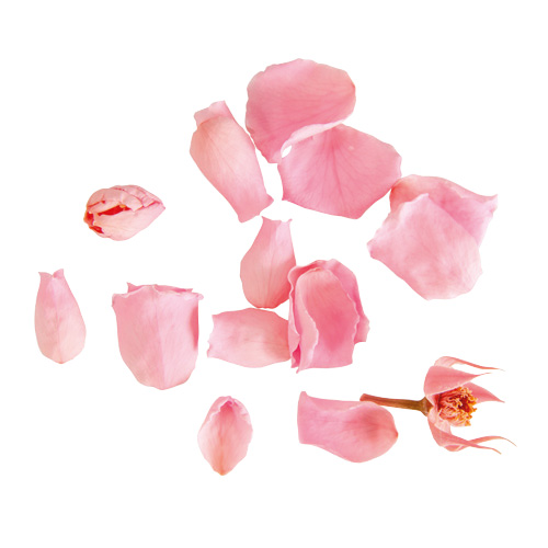 ヨーロピアンアジサイ デュオ SP/ピンク