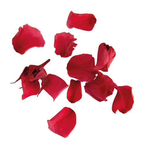 ヨーロピアンアジサイ デュオ SP/ダークピンク