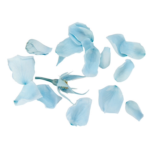 ヨーロピアンアジサイ デュオ SP/ライトブルー