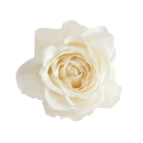 ブルーミングローズS SP/パールホワイト