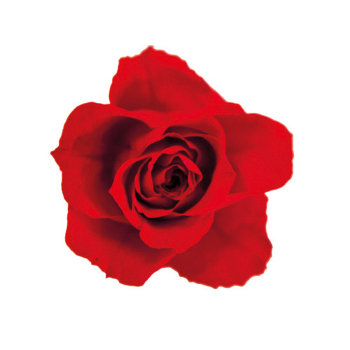 ブルーミングローズS SP/チェリーレッド