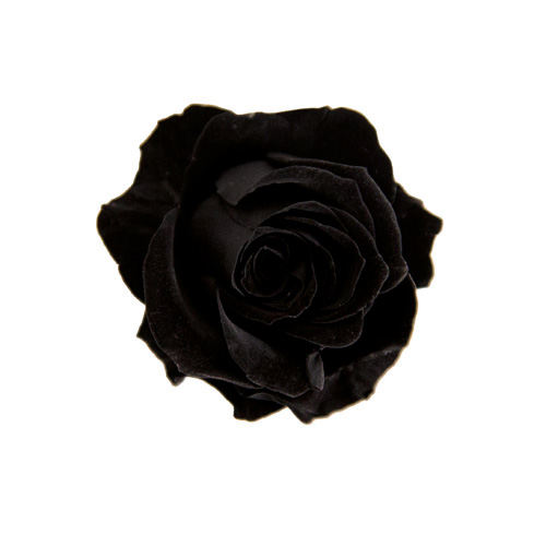 ヨーロピアンアジサイ デュオ SP/ミッドナイトブラック