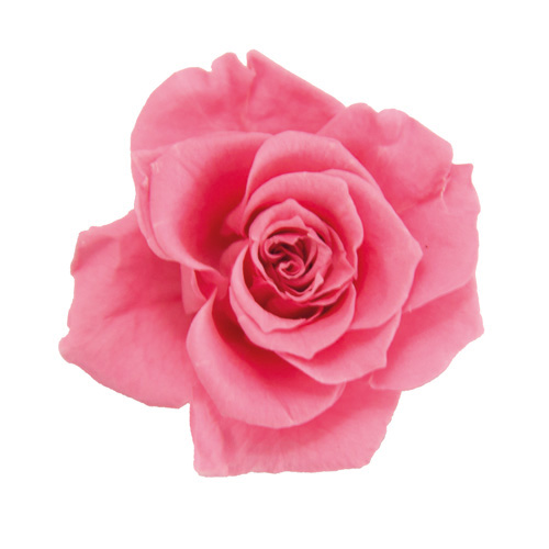 ヨーロピアンアジサイ デュオ SP/シュガーピンク