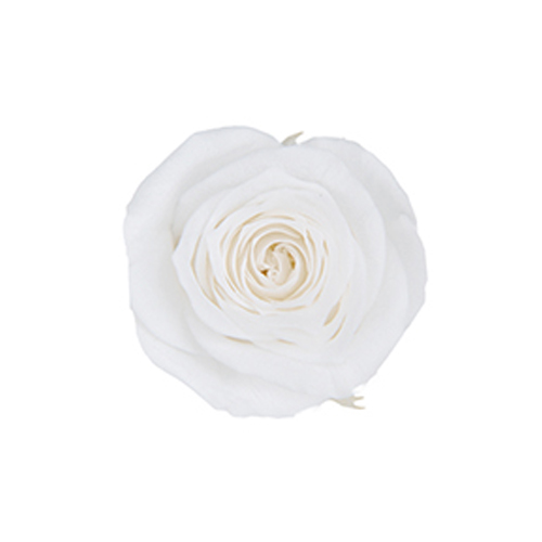 ピッコラBローズ 3P/パールホワイト