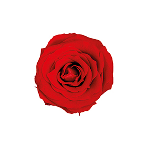 ピッコラBローズ 3P/チェリーレッド