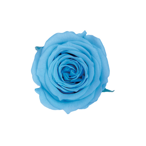 ピッコラBローズ 3P/パウダーブルー