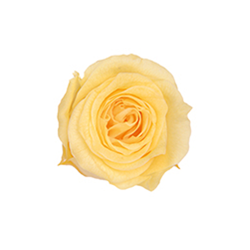 ピッコラBローズ 3P/ソフトイエロー