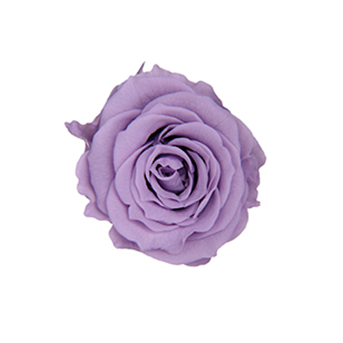 ピッコラBローズ 3P/ソフトライラック