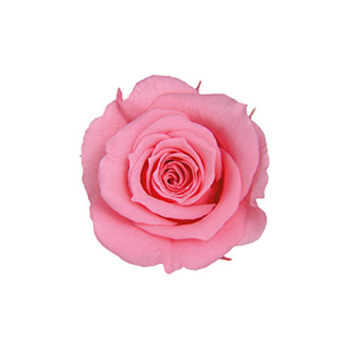 ピッコラBローズ 3P/シュガーピンク